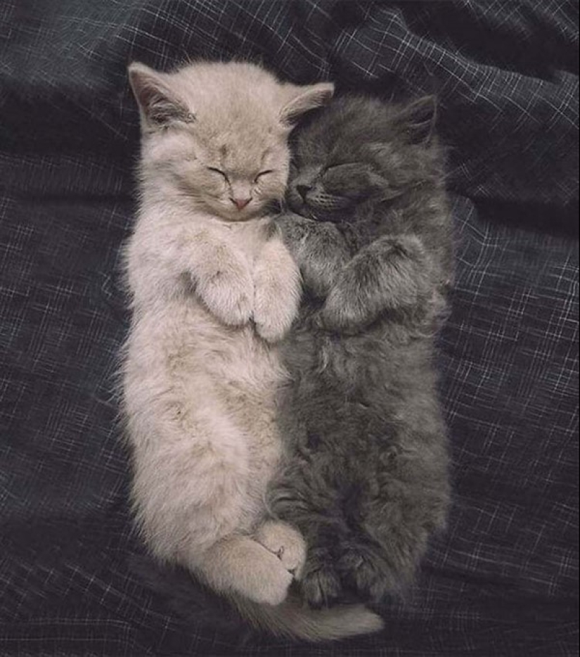 20 bien, muy esponjoso gatos, en los que es imposible no caer en el amor