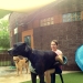 20 big dogs that have no idea how huge they are 20 big dogs that have no idea how huge they are