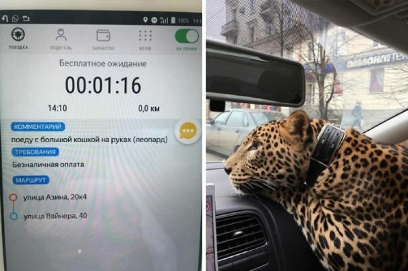 20 buenas historias que se va a restaurar su fe en taxi