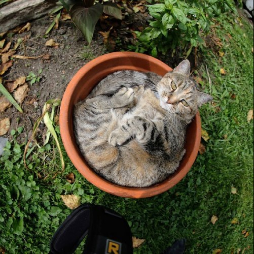 20 cat plants that require petting and eating
