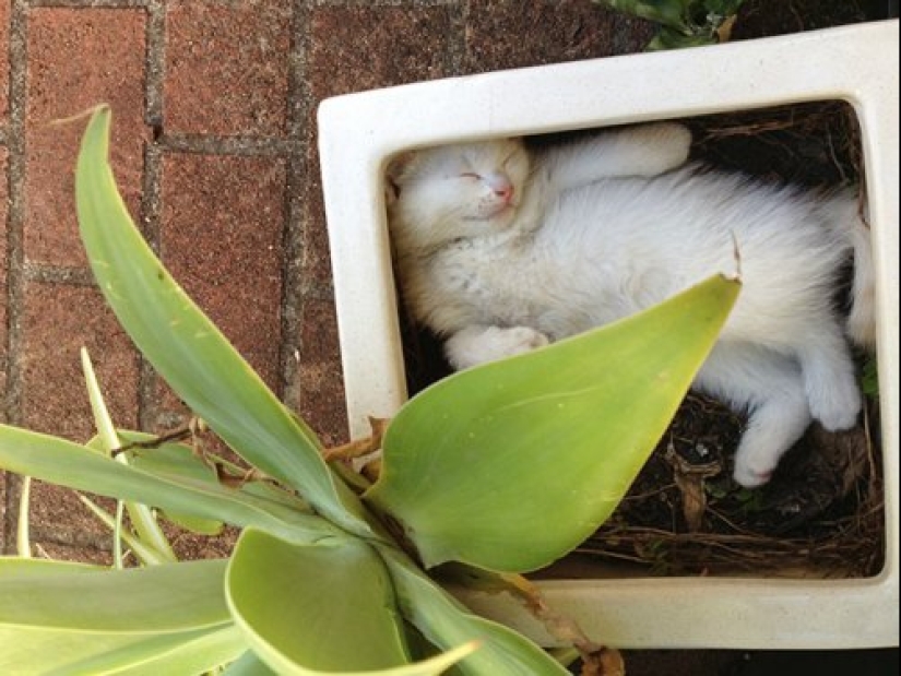 20 cat plants that require petting and eating