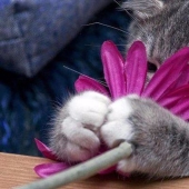 20 cat plants that require petting and eating
