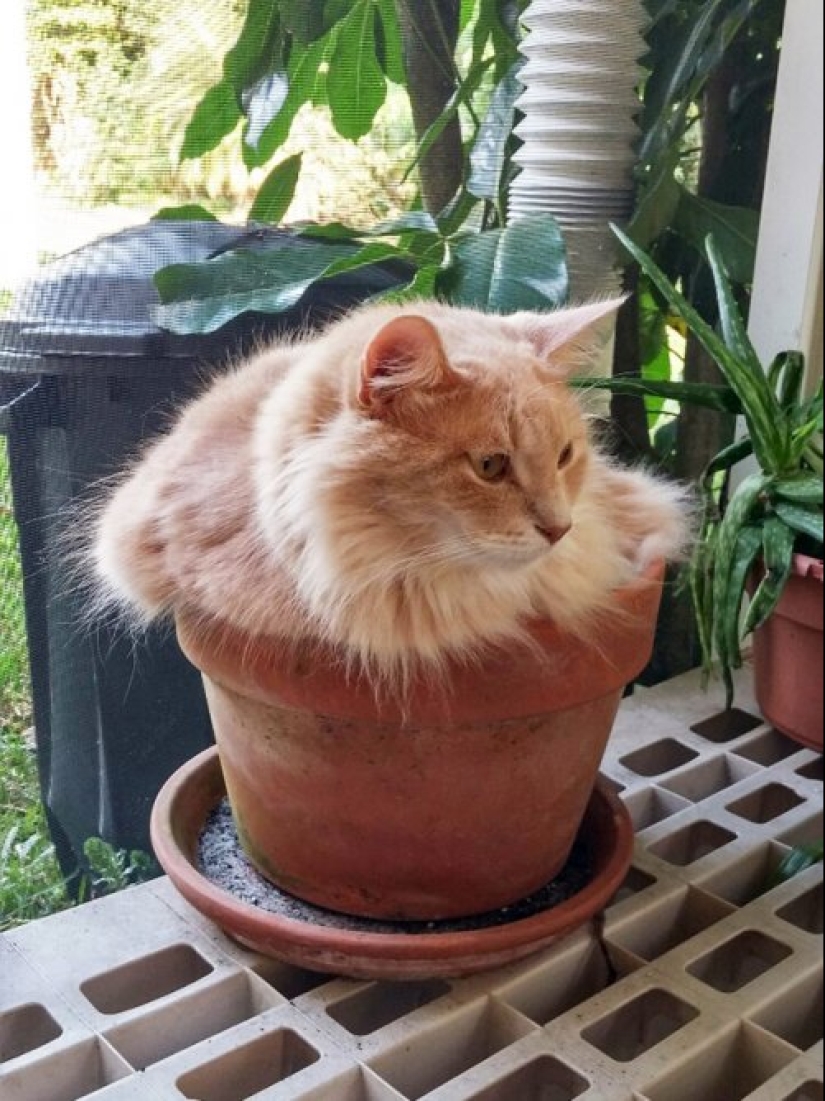 20 cat plants that require petting and eating