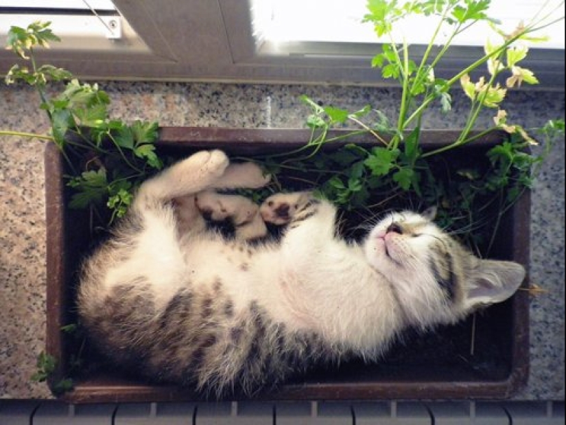 20 cat plants that require petting and eating