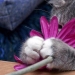 20 cat plants that require petting and eating