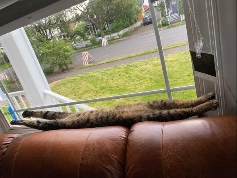 20 cats that either finally broke down, or were pumped to a new level