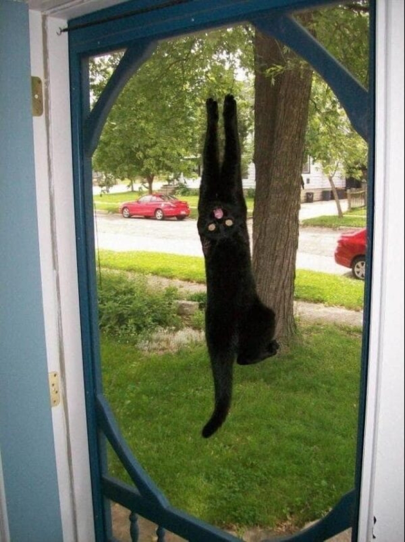 20 cats that either finally broke down, or were pumped to a new level