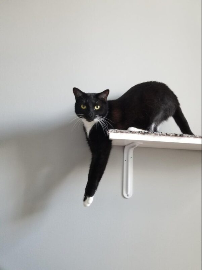 20 cats that either finally broke down, or were pumped to a new level