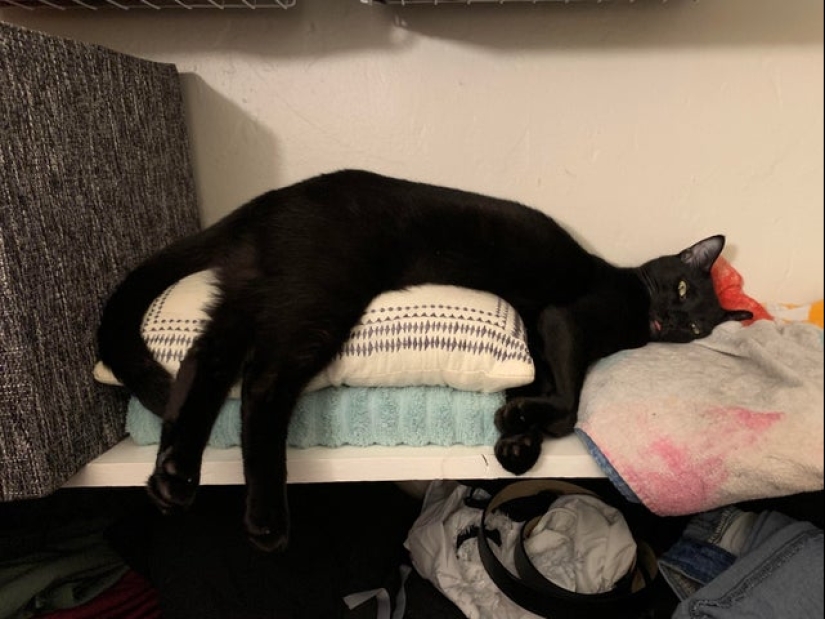 20 cats that either finally broke down, or were pumped to a new level