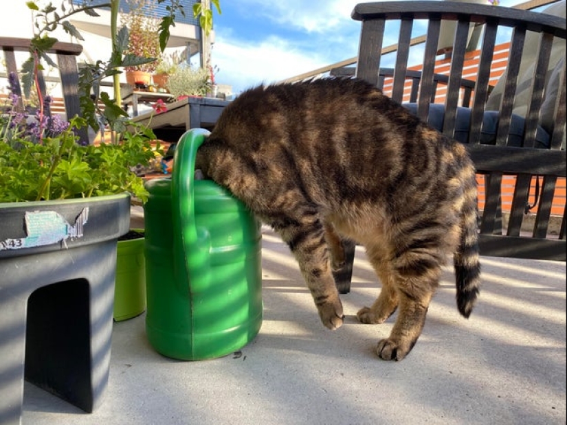 20 cats that either finally broke down, or were pumped to a new level