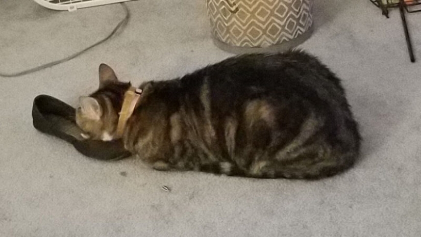 20 cats that either finally broke down, or were pumped to a new level