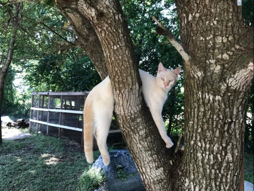 20 cats that either finally broke down, or were pumped to a new level