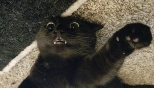 20 cats that either finally broke down, or were pumped to a new level 20 cats that either finally broke down, or were pumped to a new level