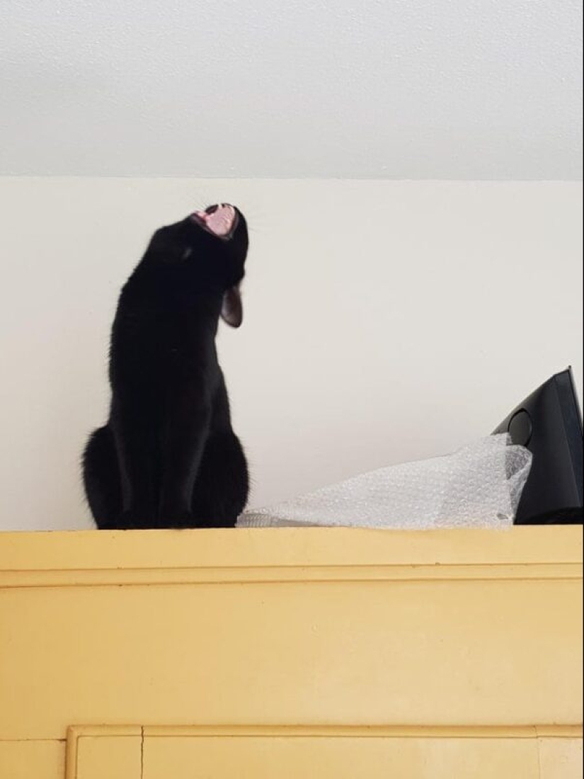 20 cats that either finally broke down, or were pumped to a new level