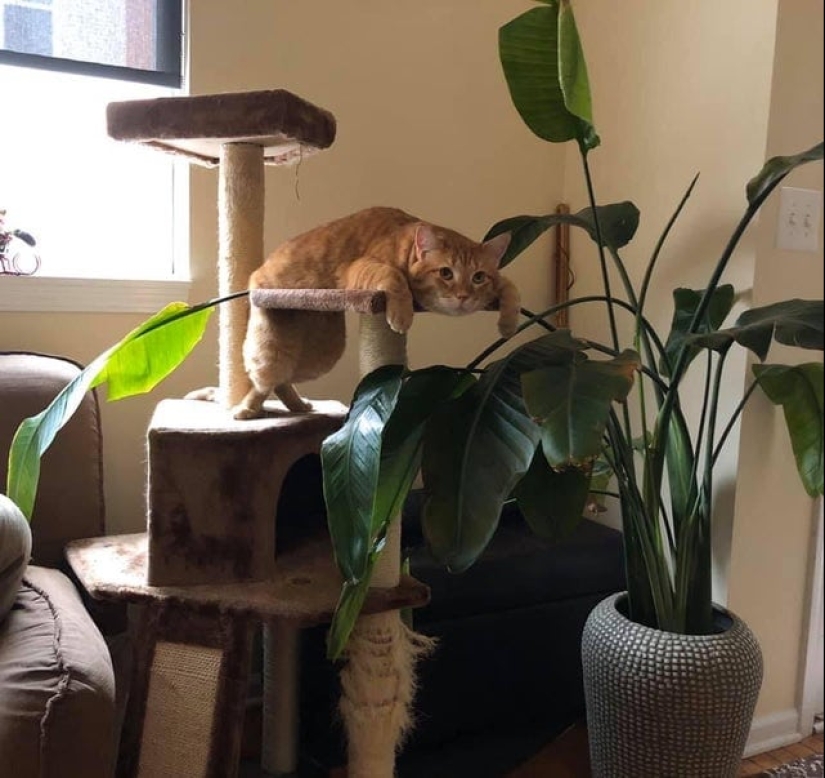 20 cats that either finally broke down, or were pumped to a new level