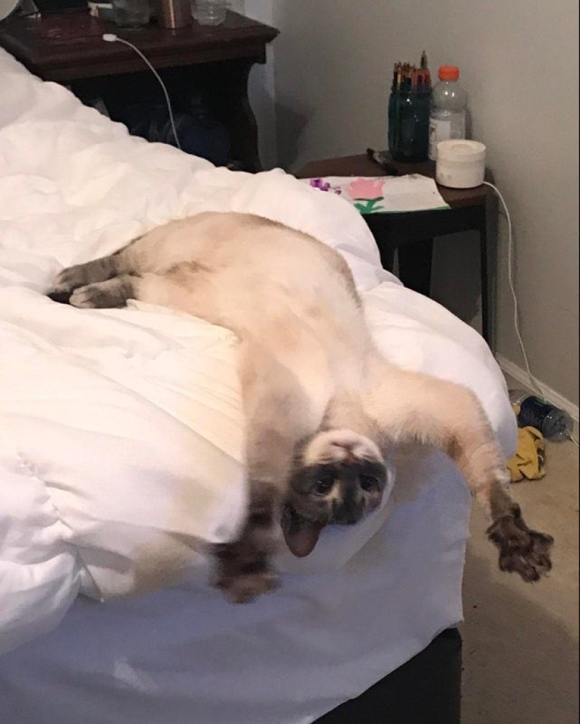 20 cats that either finally broke down, or were pumped to a new level