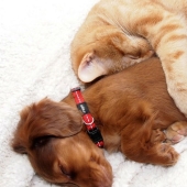 20 cats who have a huge crush on dogs 20 cats who have a huge crush on dogs