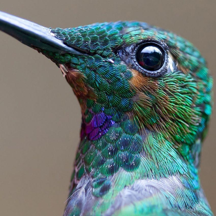 20 colibríes en primer plano-increíble belleza de pájaros diminutos