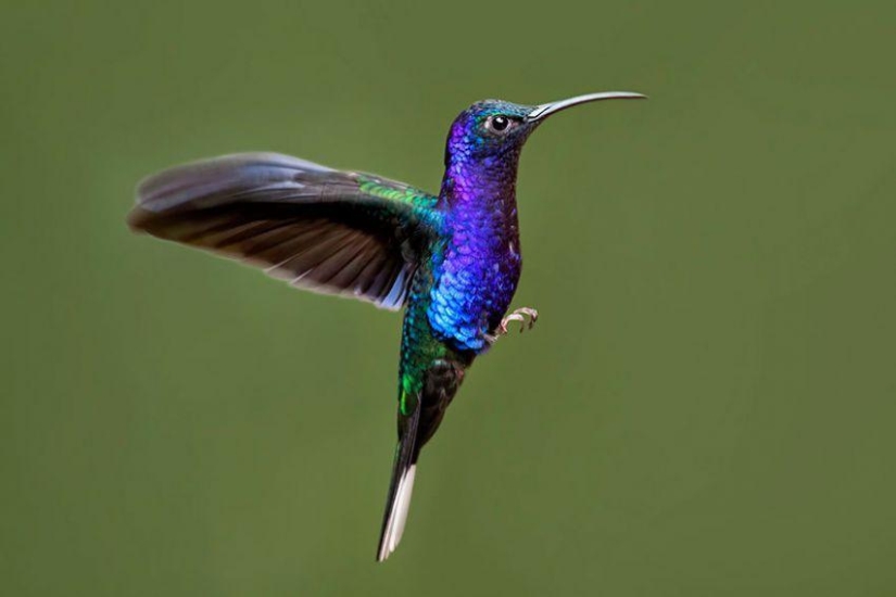 20 colibríes en primer plano-increíble belleza de pájaros diminutos