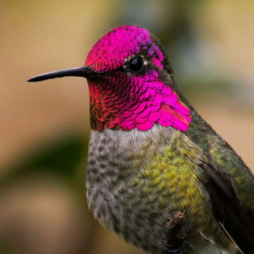 20 colibríes en primer plano-increíble belleza de pájaros diminutos