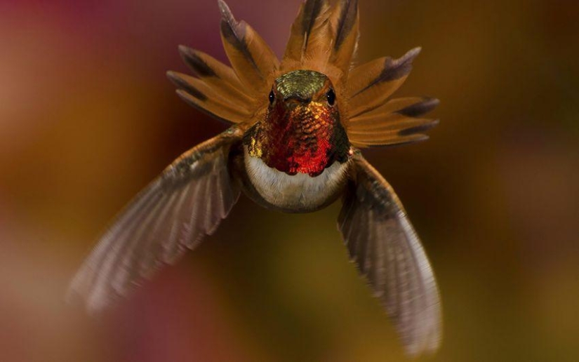 20 colibríes en primer plano-increíble belleza de pájaros diminutos