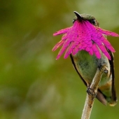 20 colibríes en primer plano-increíble belleza de pájaros diminutos 20 colibríes en primer plano-increíble belleza de pájaros diminutos