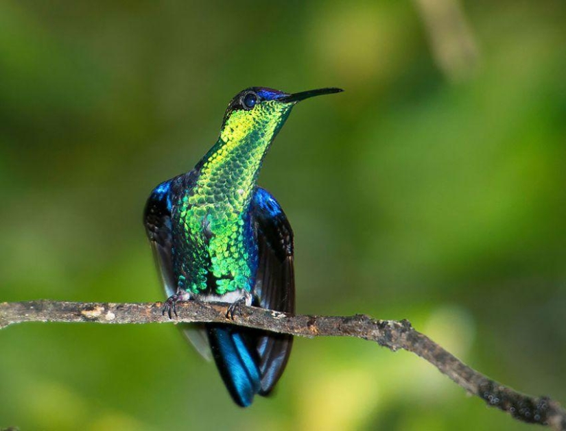 20 colibríes en primer plano-increíble belleza de pájaros diminutos