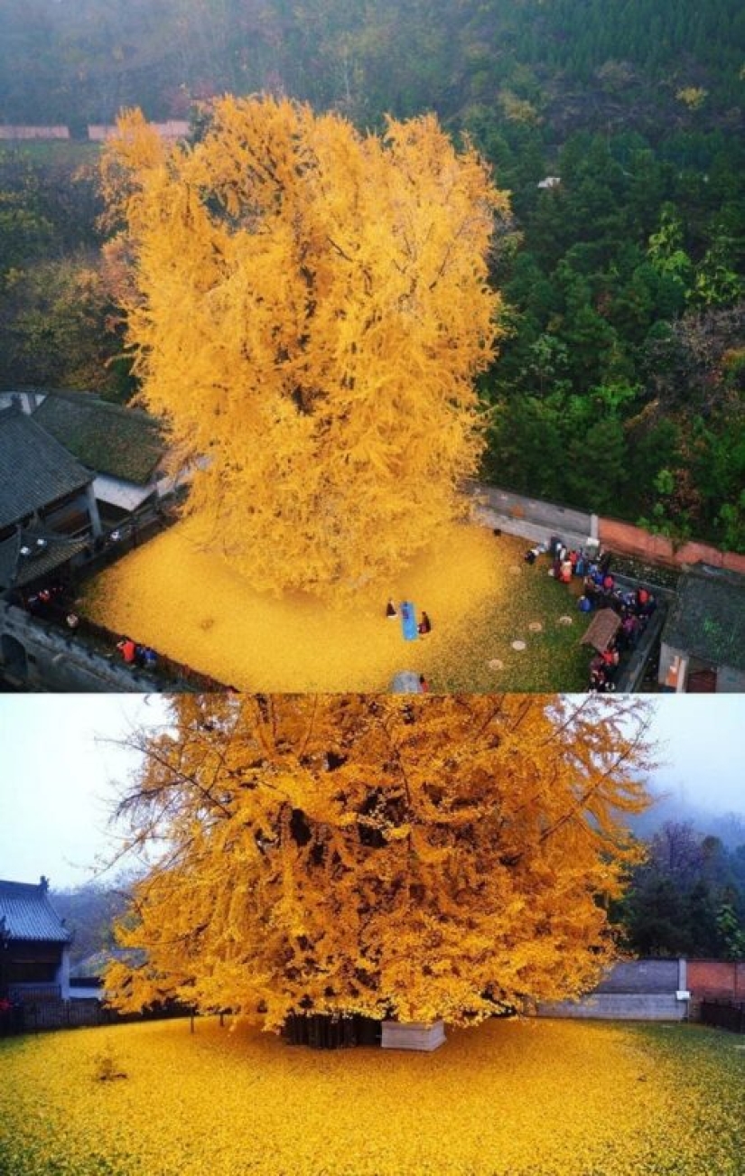 20 cosas que si no son capturados en la foto, nadie habría creído