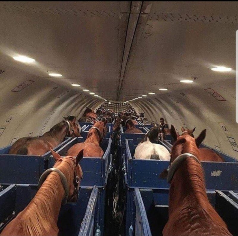 20 cosas que si no son capturados en la foto, nadie habría creído