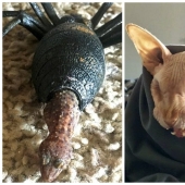 20 creaciones de la naturaleza que pueden causar horror incluso en una persona con una psique fuerte 20 creaciones de la naturaleza que pueden causar horror incluso en una persona con una psique fuerte