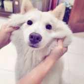 20 cute mestizo dogs that will make you fall in love with them! 20 cute mestizo dogs that will make you fall in love with them!