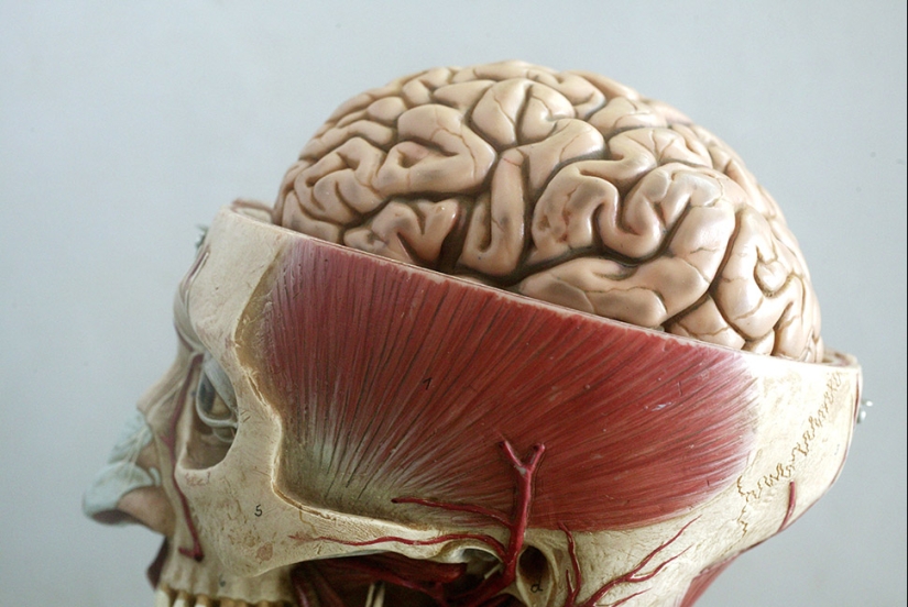 20 datos interesantes sobre el cuerpo que te harán mirar a las personas de una nueva manera