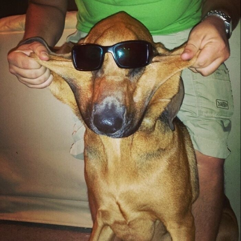 20+ de perros con las más lindas mejillas que son imposibles de no abrazar 20+ de perros con las más lindas mejillas que son imposibles de no abrazar