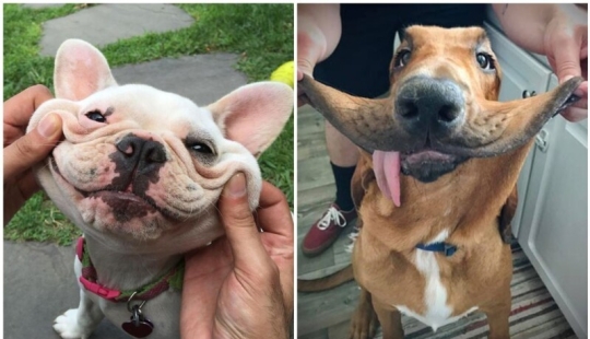 20+ de perros con las más lindas mejillas que son imposibles de no abrazar