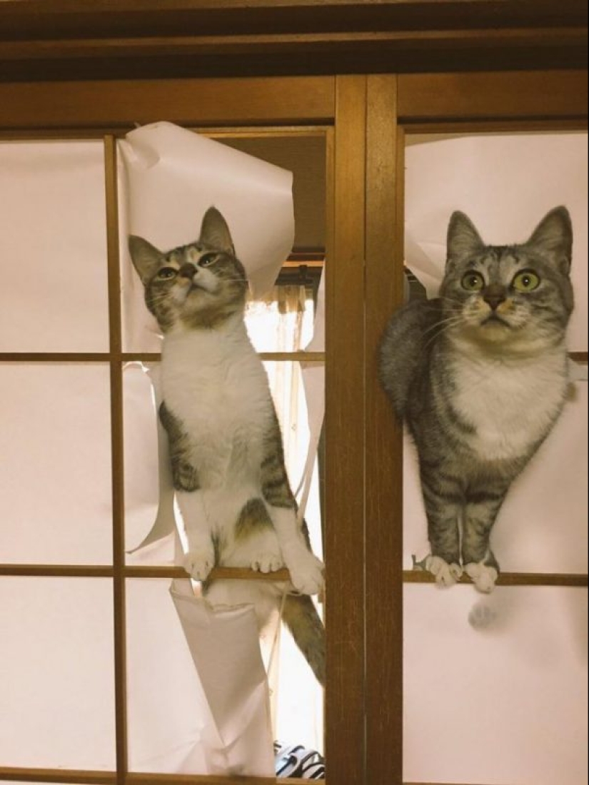 20 divertidas fotos de los gatos que te harán reír