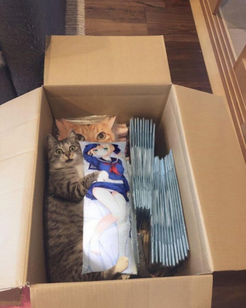 20 divertidas fotos de los gatos que te harán reír