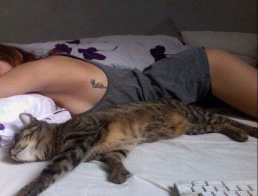 20 divertidas fotos de los gatos que te harán reír