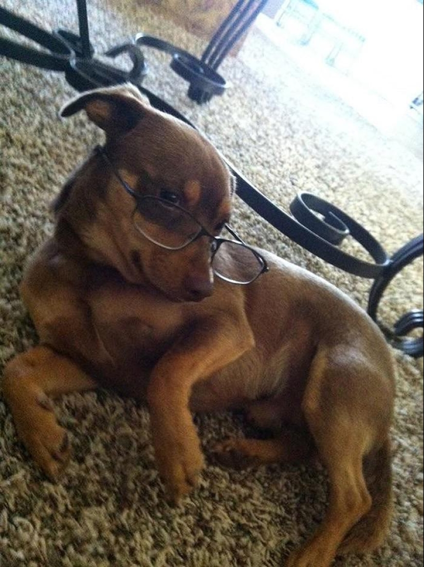 20 divertidos animalitos que se creen muy sexys