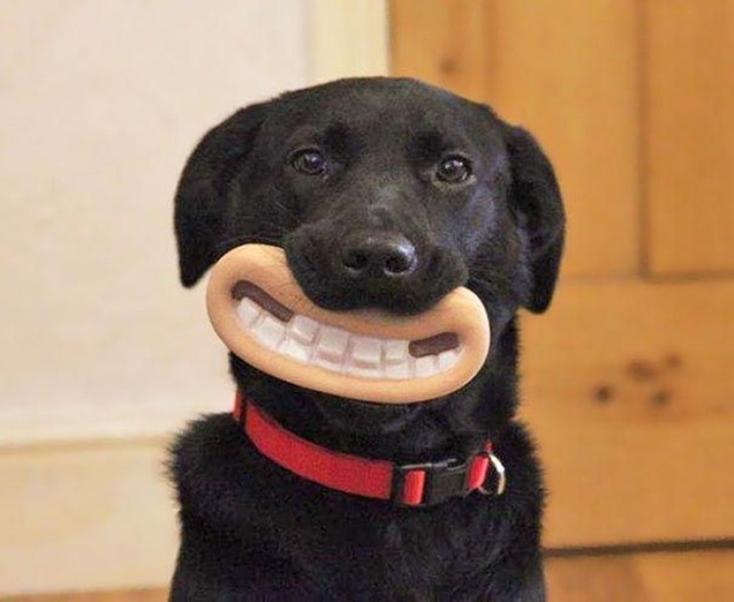 20 dogs who Don't Know How Stupid They look with their Toys 20 dogs who Don't Know How Stupid They look with their Toys