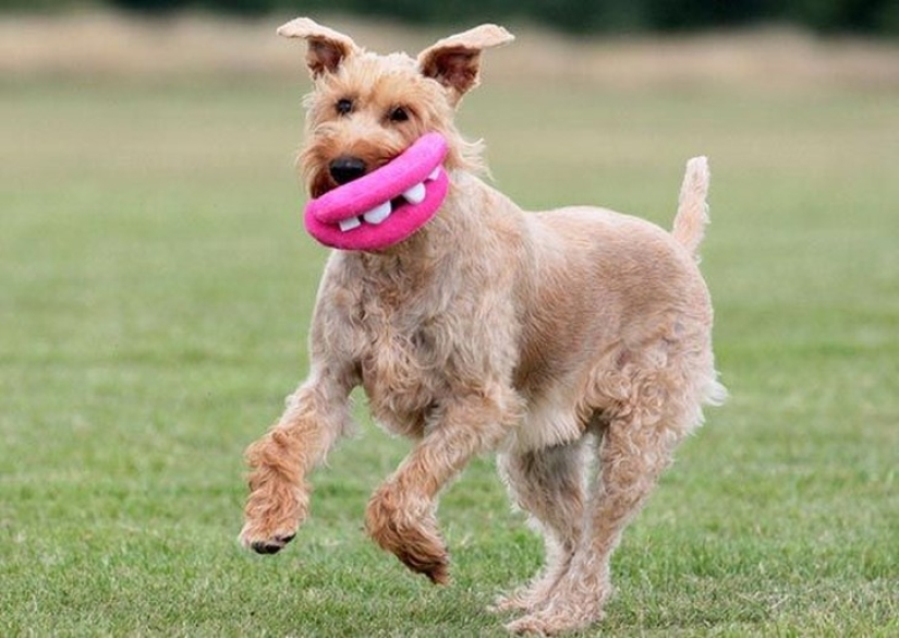 20 dogs who Don't Know How Stupid They look with their Toys 20 dogs who Don't Know How Stupid They look with their Toys
