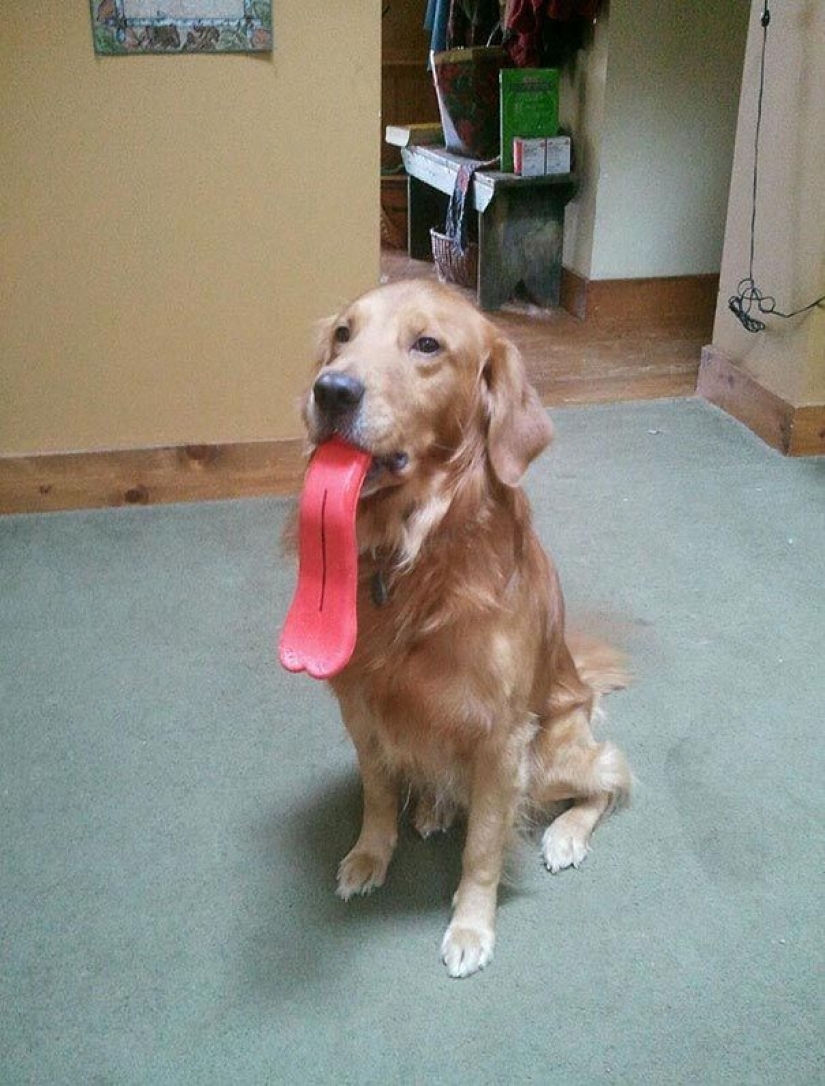20 dogs who Don't Know How Stupid They look with their Toys 20 dogs who Don't Know How Stupid They look with their Toys