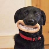 20 dogs who Don't Know How Stupid They look with their Toys 20 dogs who Don't Know How Stupid They look with their Toys
