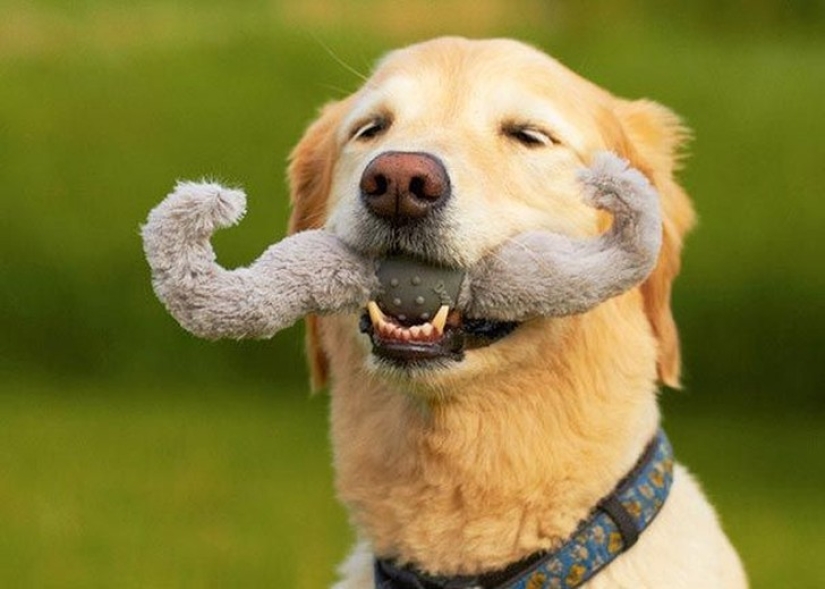 20 dogs who Don't Know How Stupid They look with their Toys 20 dogs who Don't Know How Stupid They look with their Toys