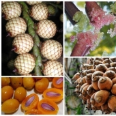20 edible fruit, which you have not even heard 20 edible fruit, which you have not even heard