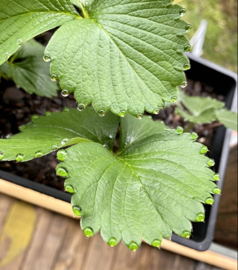 20 ejemplos ilustrativos de lo que se entiende por "una delicia visual"