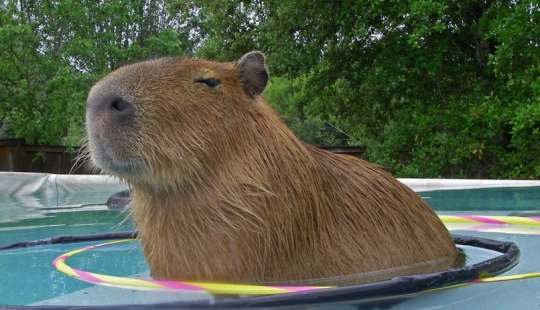 20 evidence that capybaras are the most cute and friendly animals in the world 20 evidence that capybaras are the most cute and friendly animals in the world