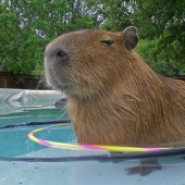 20 evidencia de que los capibaras son los más lindos y simpáticos animales en el mundo