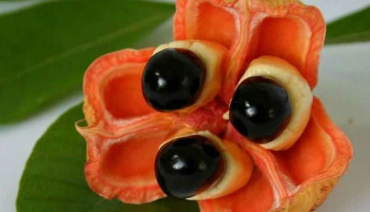 20 exotic fruits from around the world, which you never heard 20 exotic fruits from around the world, which you never heard