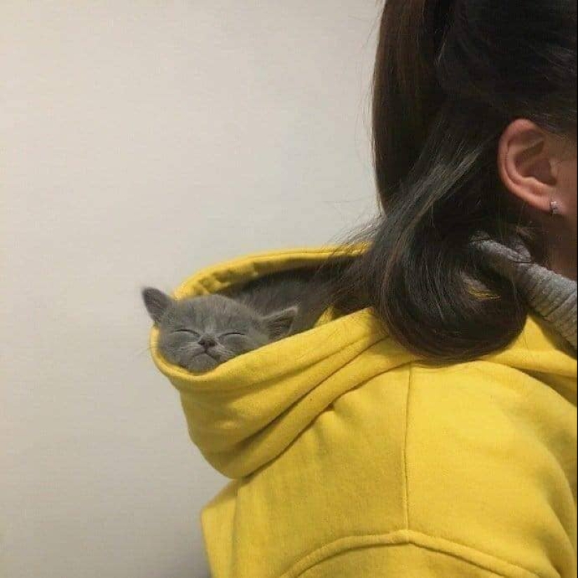 20 fotos de gatos haciendo de tontos y cosas graciosas 20 fotos de gatos haciendo de tontos y cosas graciosas