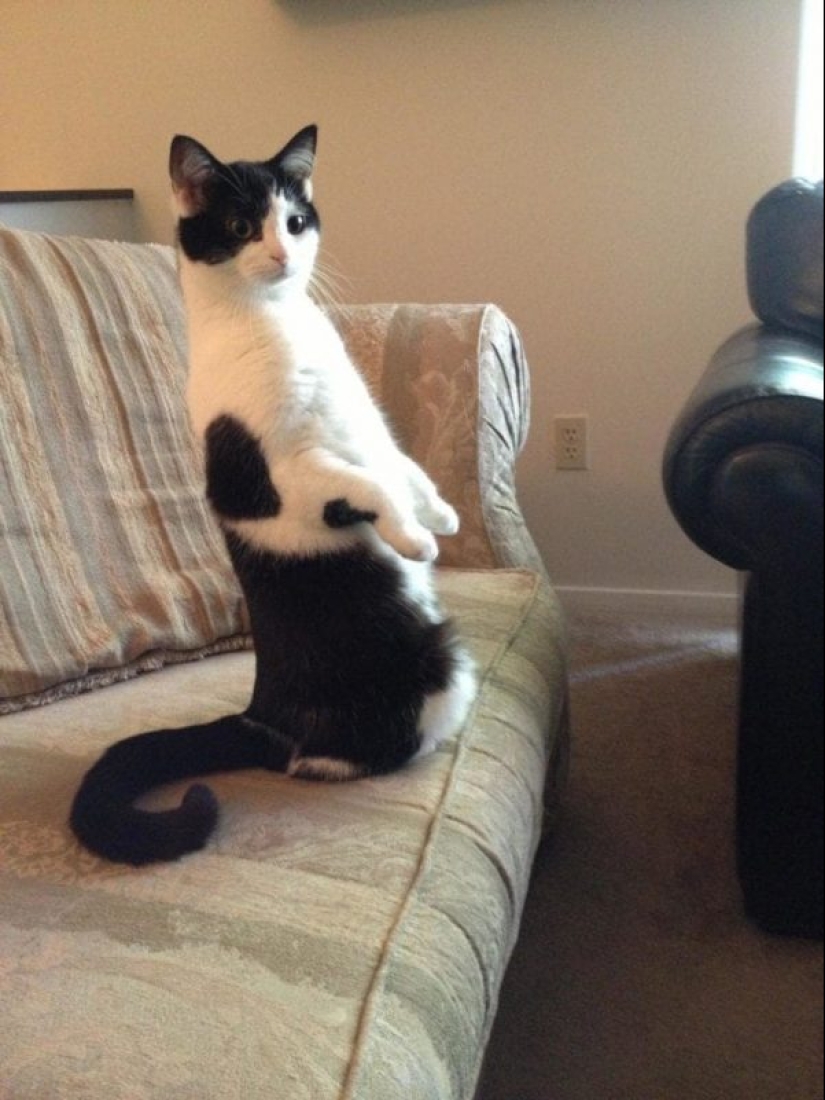 20 fotos de gatos haciendo de tontos y cosas graciosas 20 fotos de gatos haciendo de tontos y cosas graciosas